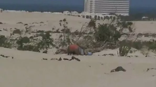 فتاة يحصل لها الأحمق افلام سكس عربي اجنبي مترجم